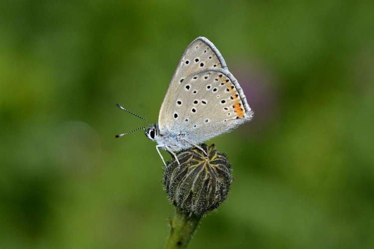 Lycaena candens: Bild 10