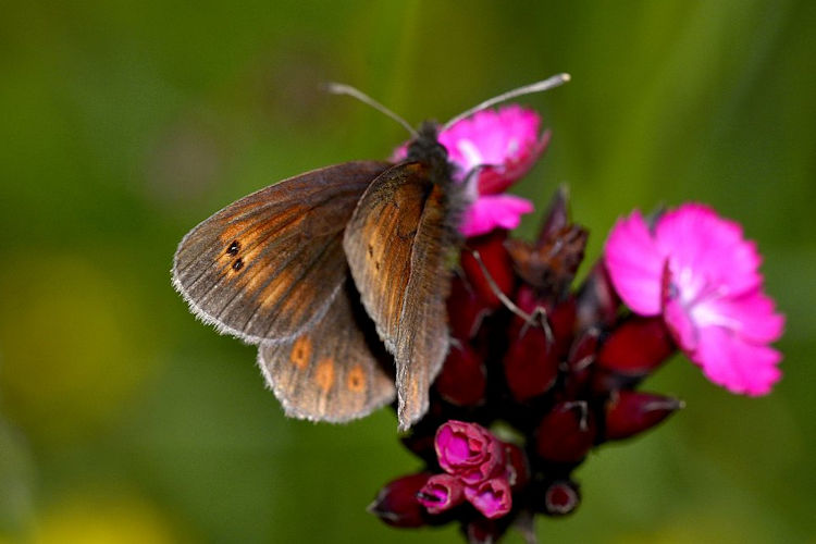 Erebia orientalis: Bild 7