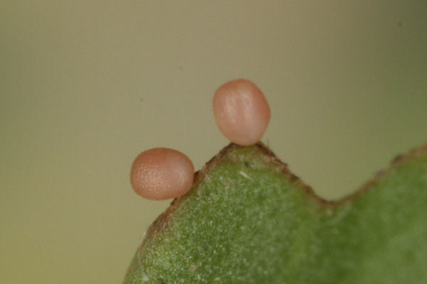 Idaea straminata: Bild 4