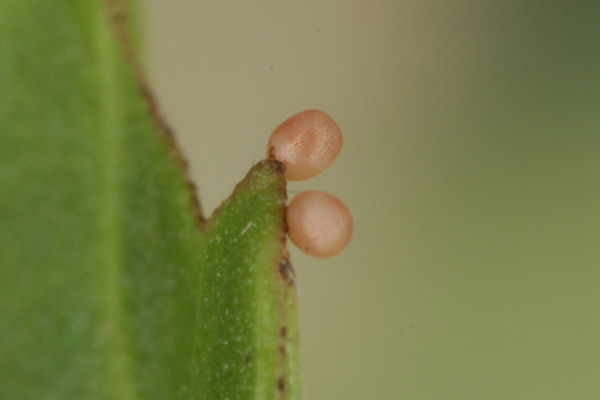 Idaea straminata: Bild 5