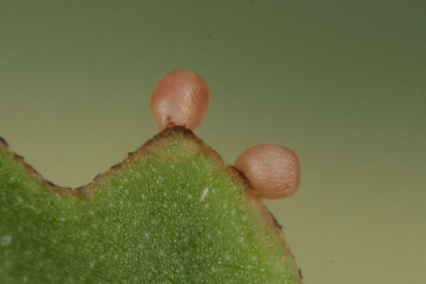 Idaea straminata: Bild 6