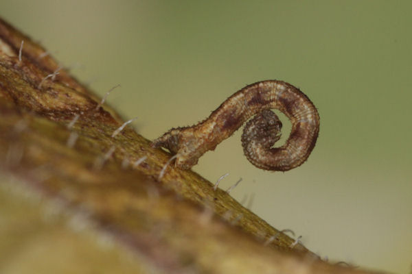 Idaea straminata: Bild 16