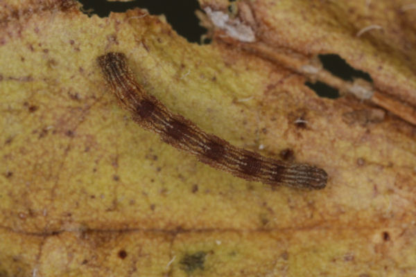 Idaea straminata: Bild 19