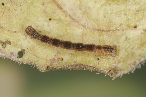 Idaea straminata: Bild 20