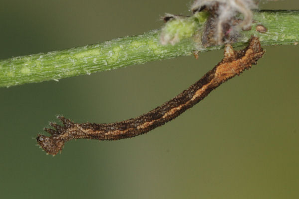 Idaea straminata: Bild 21