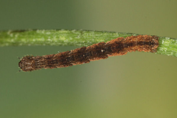 Idaea straminata: Bild 22