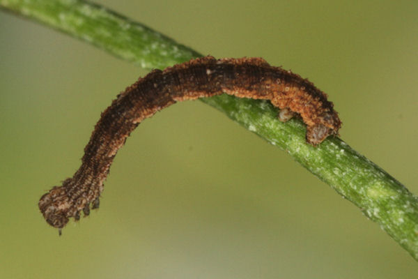 Idaea straminata: Bild 23