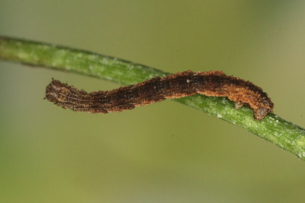 Idaea straminata: Bild 25