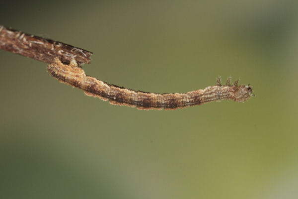 Idaea straminata: Bild 26