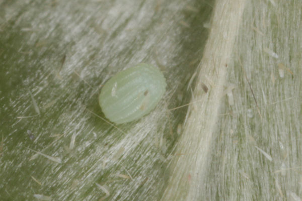 Scopula ternata: Bild 3