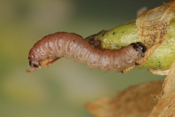 Eupithecia veratraria: Bild 16