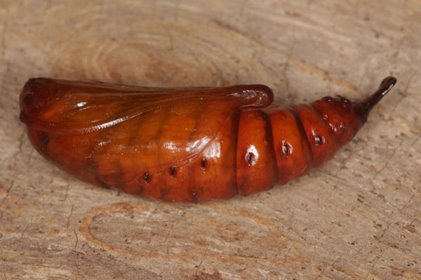 Cucullia lucifuga: Bild 7