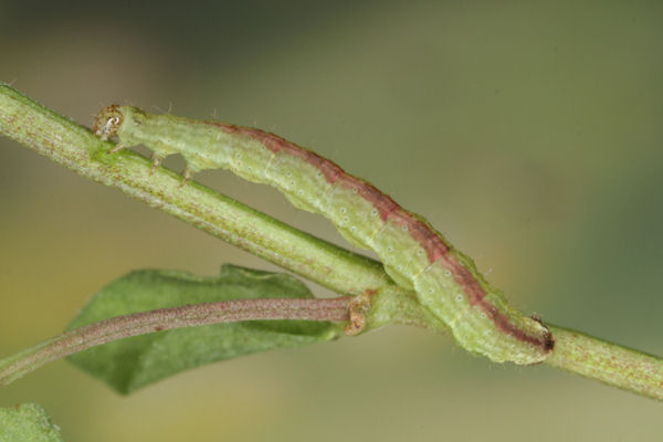 Perizoma blandiata: Bild 22