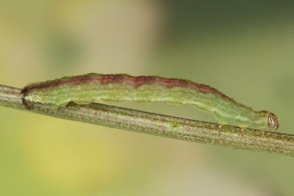 Perizoma blandiata: Bild 23