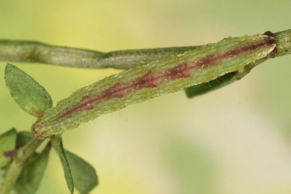 Perizoma blandiata: Bild 24