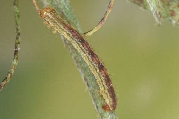 Perizoma blandiata: Bild 28