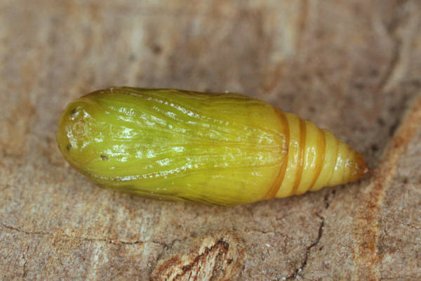 Perizoma blandiata: Bild 65