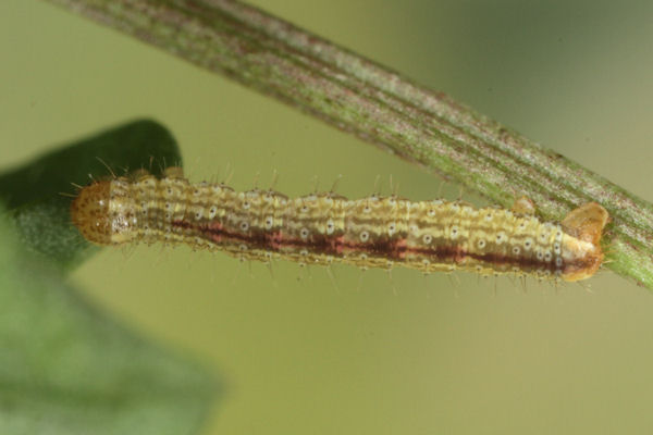 Perizoma blandiata: Bild 30