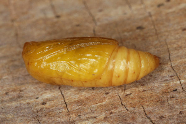 Perizoma blandiata: Bild 70