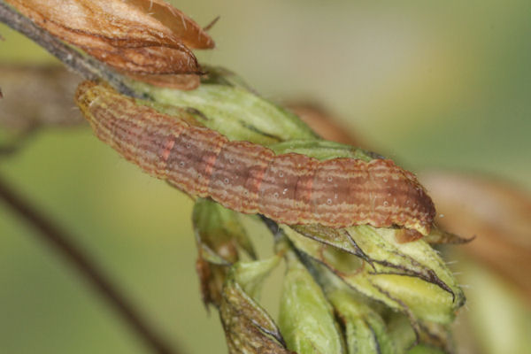 Perizoma blandiata: Bild 43