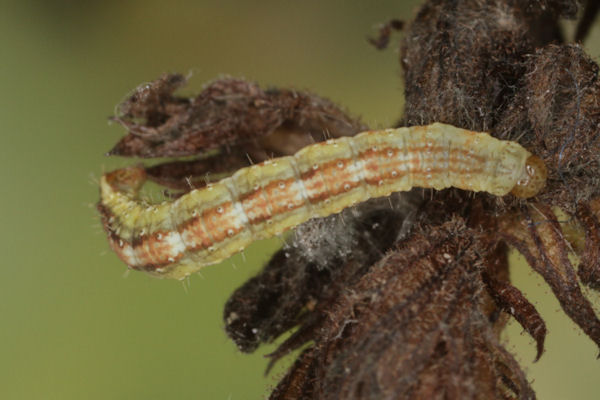 Perizoma blandiata: Bild 44