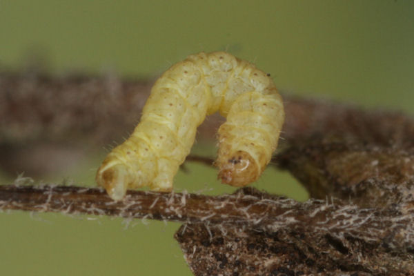 Perizoma blandiata: Bild 51