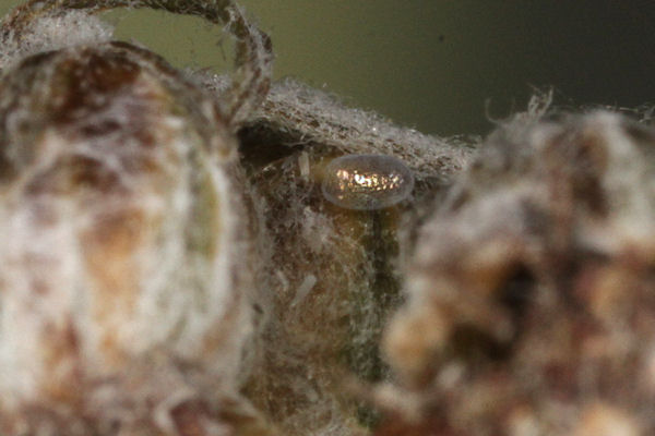 Eupithecia succenturiata: Bild 2