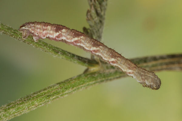 Eupithecia virgaureata: Bild 78