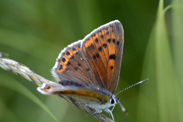 Lycaena candens: Bild 4