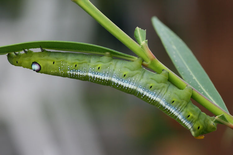 Daphnis nerii: Bild 1