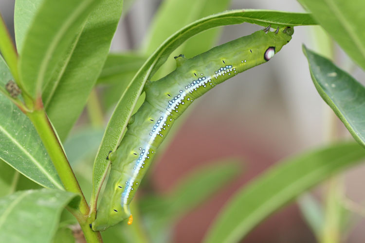 Daphnis nerii: Bild 2