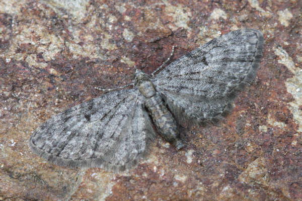 Eupithecia subfuscata: Bild 51