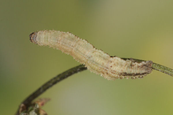 Idaea humiliata: Bild 30