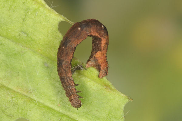 Idaea straminata: Bild 36