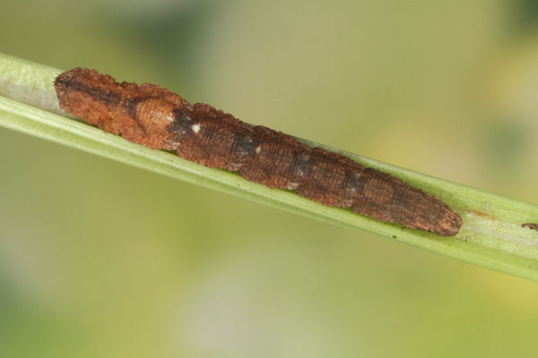 Idaea straminata: Bild 37