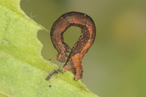 Idaea straminata: Bild 38