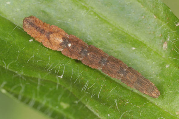 Idaea straminata: Bild 39