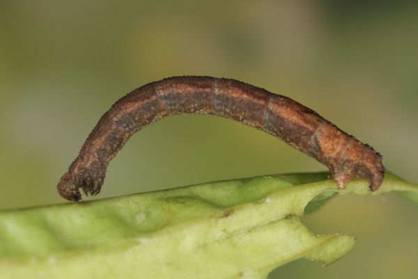 Idaea straminata: Bild 40