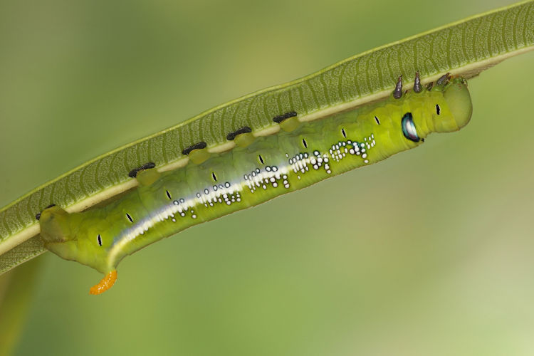 Daphnis nerii: Bild 4