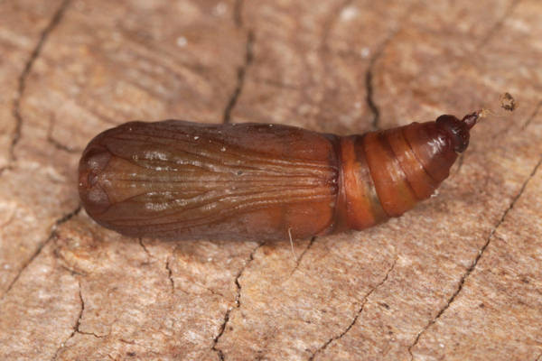 Idaea straminata: Bild 43