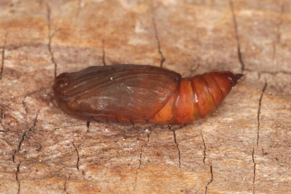 Idaea straminata: Bild 44