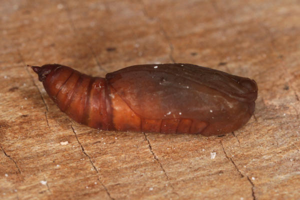 Idaea straminata: Bild 45