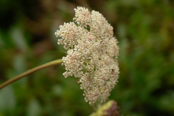 Eupithecia extraversaria: Bild 2