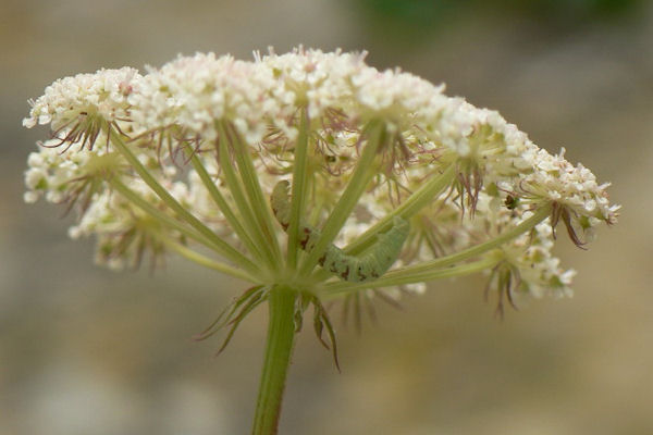 Eupithecia extraversaria: Bild 3