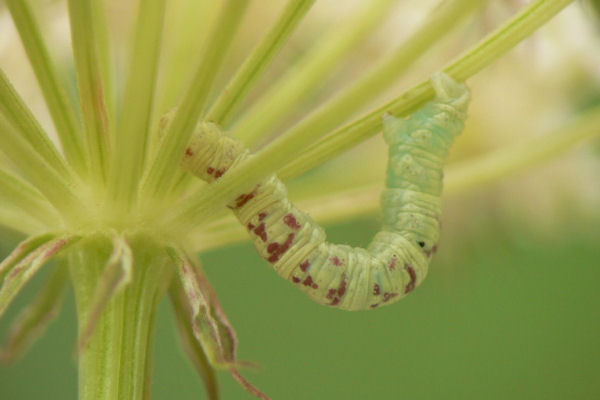 Eupithecia extraversaria: Bild 6