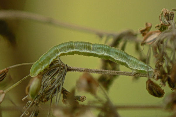 Eupithecia trisignaria: Bild 1