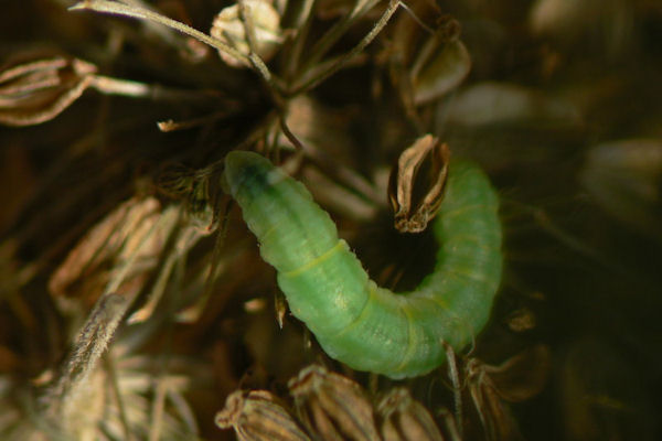 Eupithecia trisignaria: Bild 3