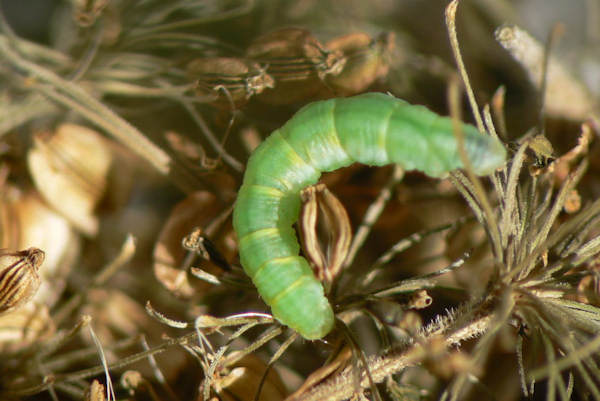 Eupithecia trisignaria: Bild 4