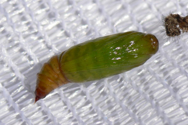 Entephria flavicinctata: Bild 8