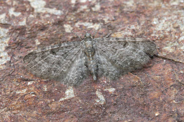 Eupithecia subfuscata: Bild 52